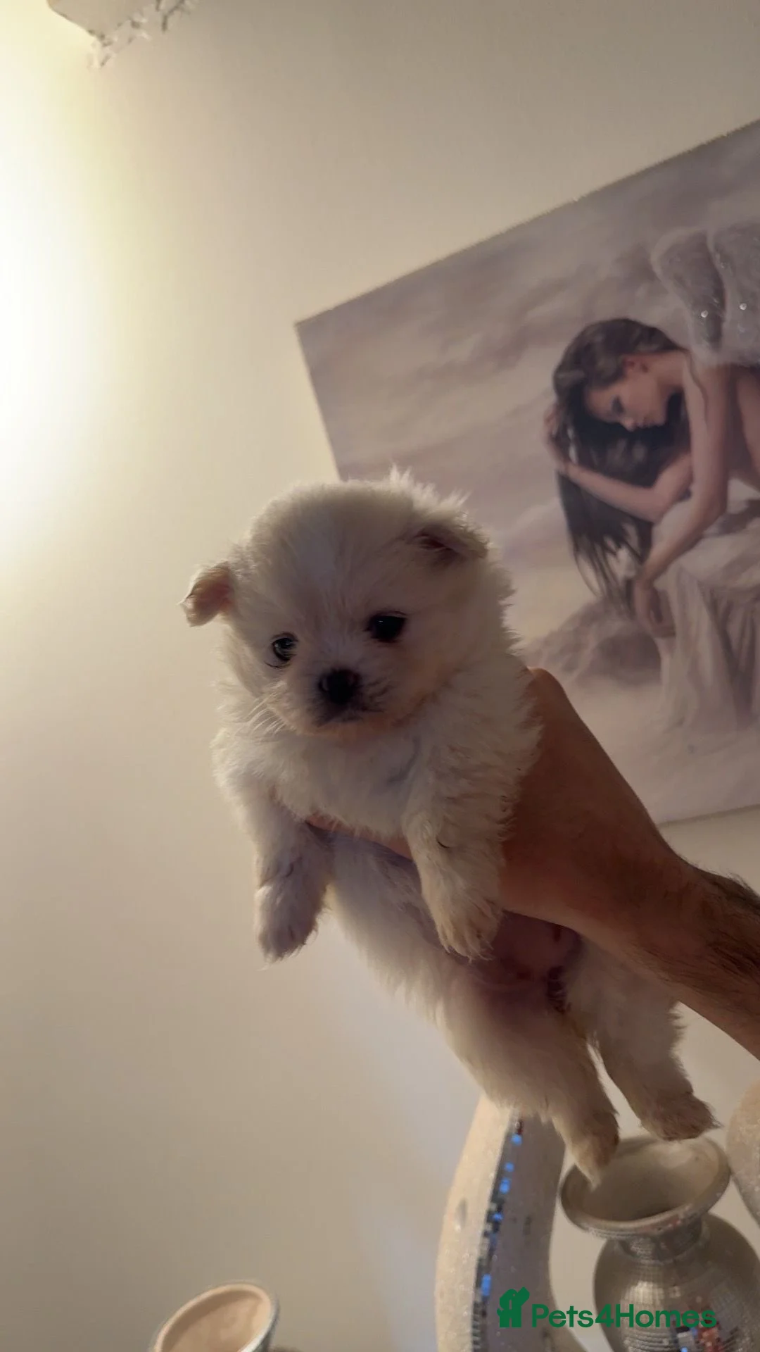 Pomeranian dogs for sale: Pomeranian Puppies in Coventry - Advert 7