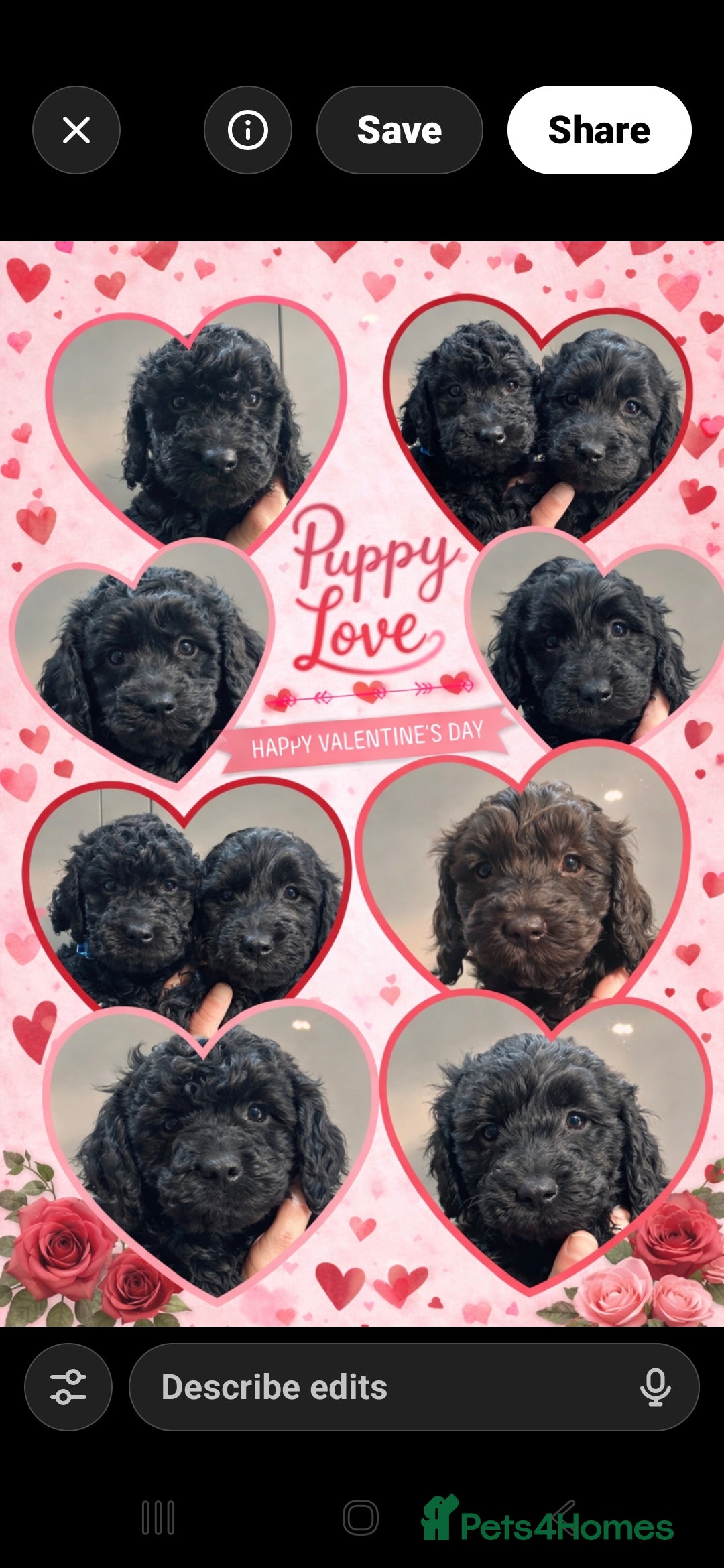 Cockapoo dogs Beautiful pure black cockapoo girl  - Advert 18