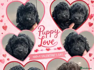 Cockapoo dogs Beautiful pure black cockapoo girl - Advert 18