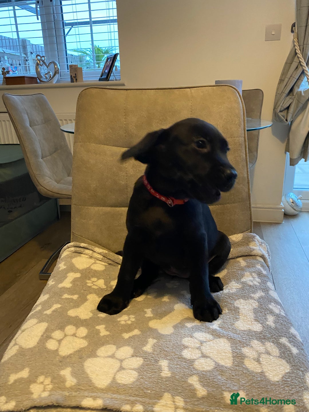 Labrador Retriever dogs for sale: Handsome Reggie needs forever family - Image 11