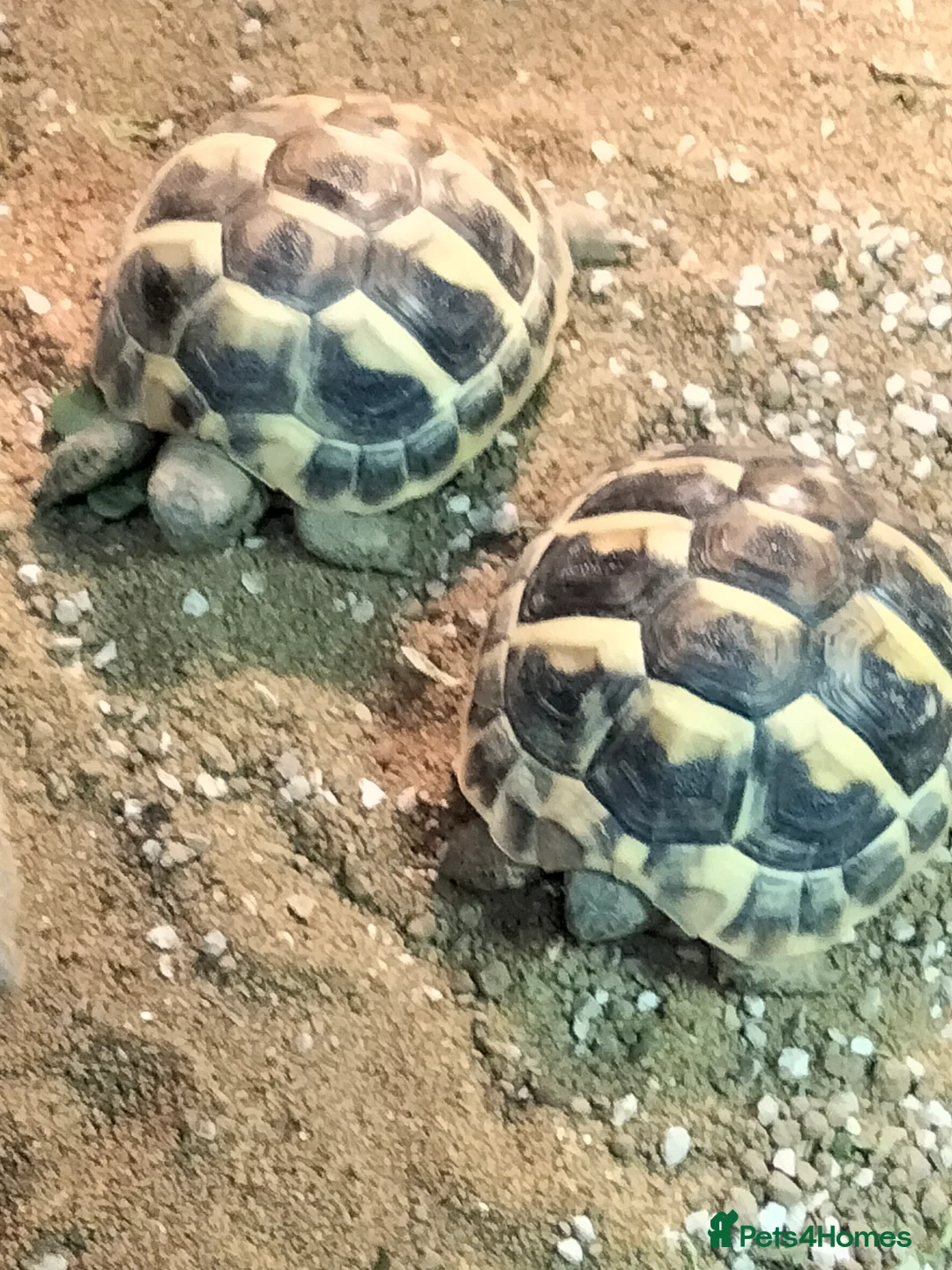 Hermann Tortoise reptiles for sale:  Captive bred baby Herman toirtoise for sale - Advert 2