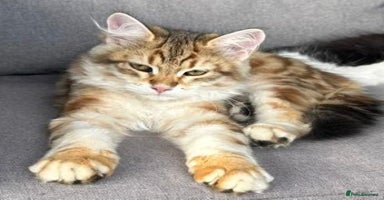 Siberian cats - Advert 10