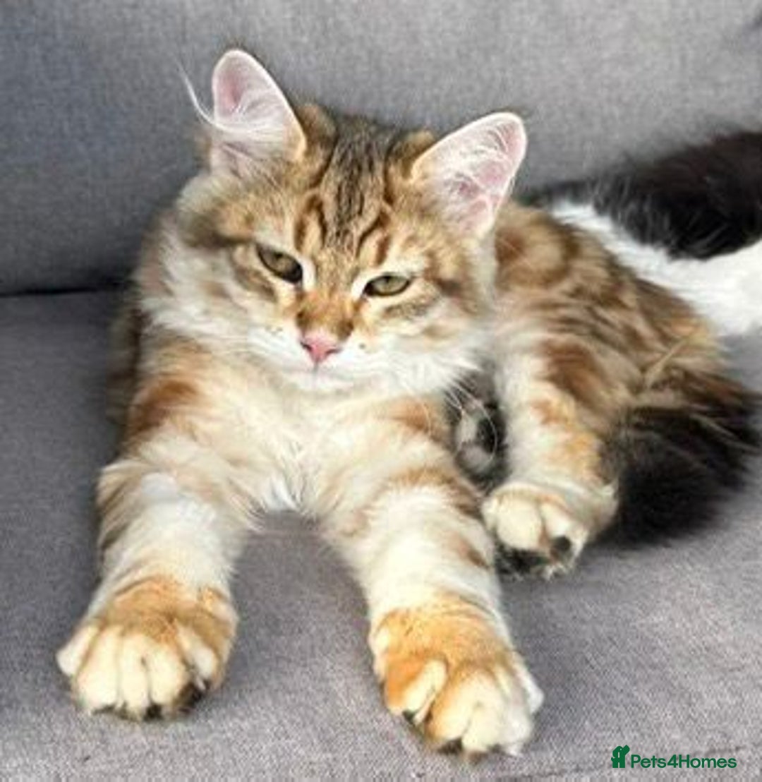 Siberian cats for sale: 2 Siberian kittens ready for collection - Image 4