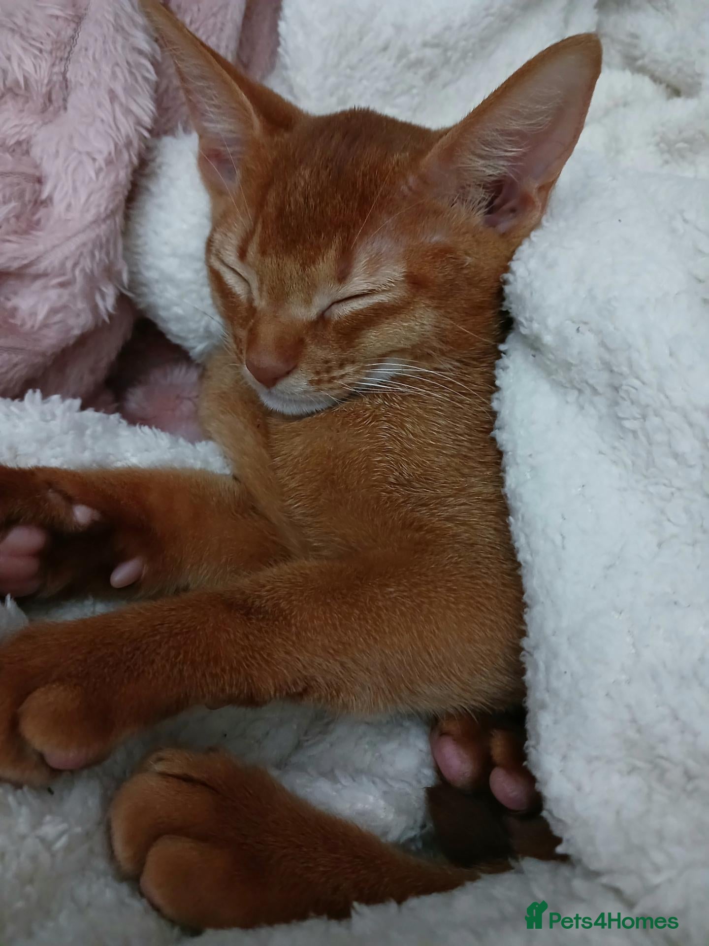 Abyssinian cats for sale: Abyssinian kittens for sale - Advert 18