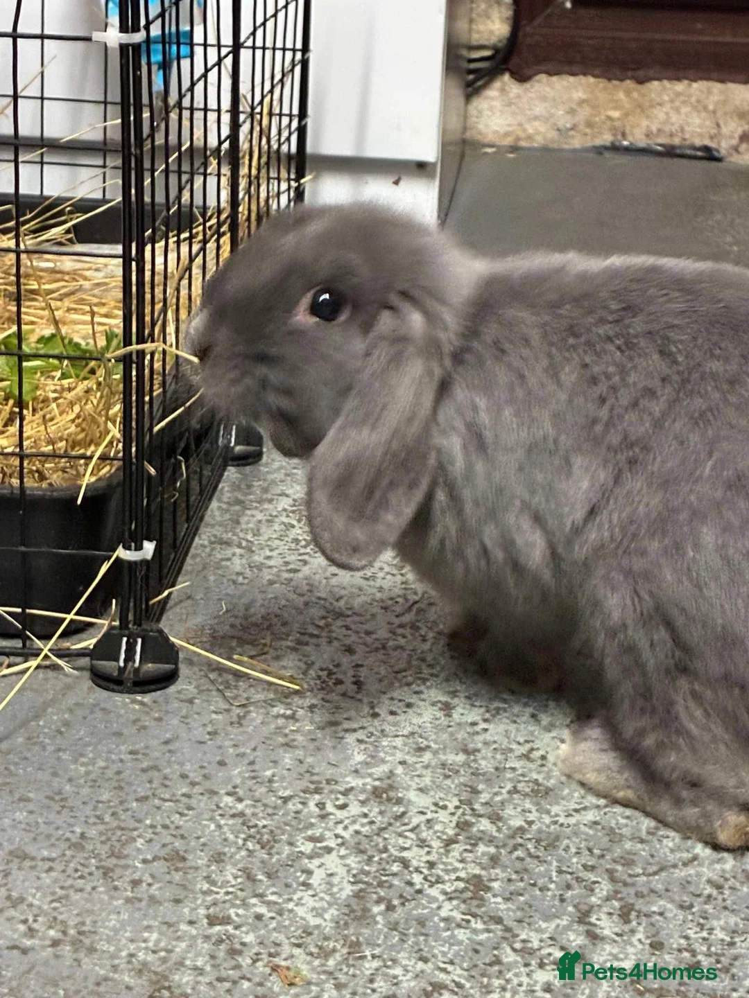 Mini Lop rabbits for sale: FREE - 15 week old male mini lop  - Advert 5