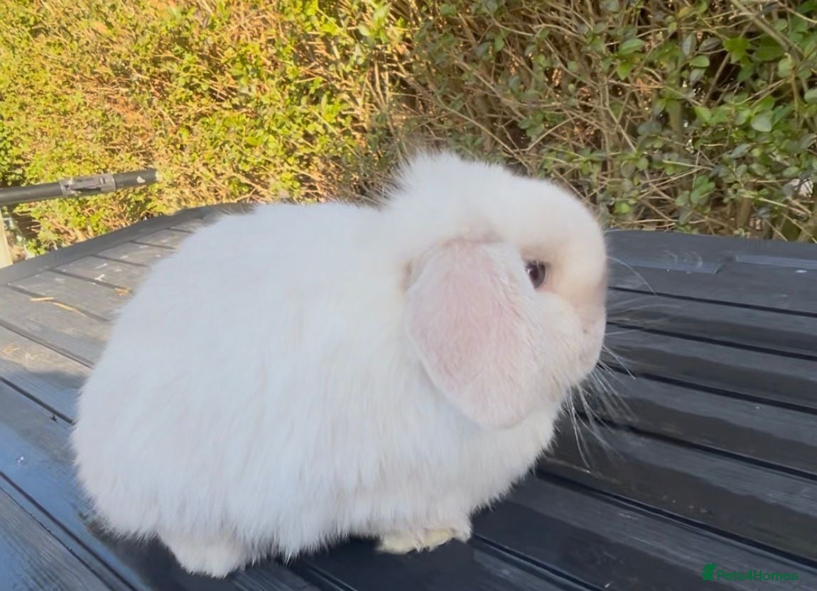 Mini Lop rabbits PEDIGREE MINI LOPS READY NOW  - Advert 19