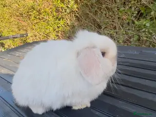 Mini Lop rabbits PEDIGREE MINI LOPS READY NOW - Advert 19
