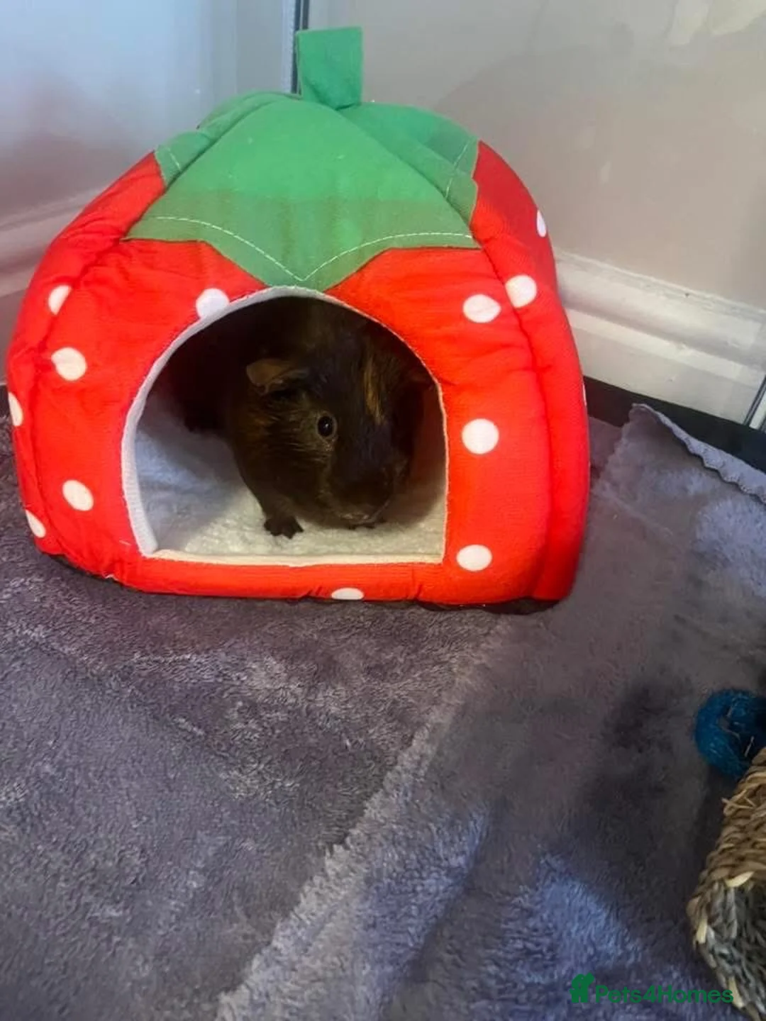 Guinea Pig rodents for sale: Two male guinea pigs  - Advert 1