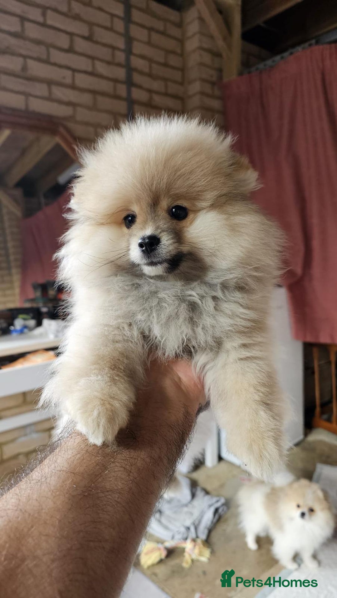 Pomeranian dogs for sale: 1 male, 1 female Pomeranian puppies 3 months old.  - Image 2