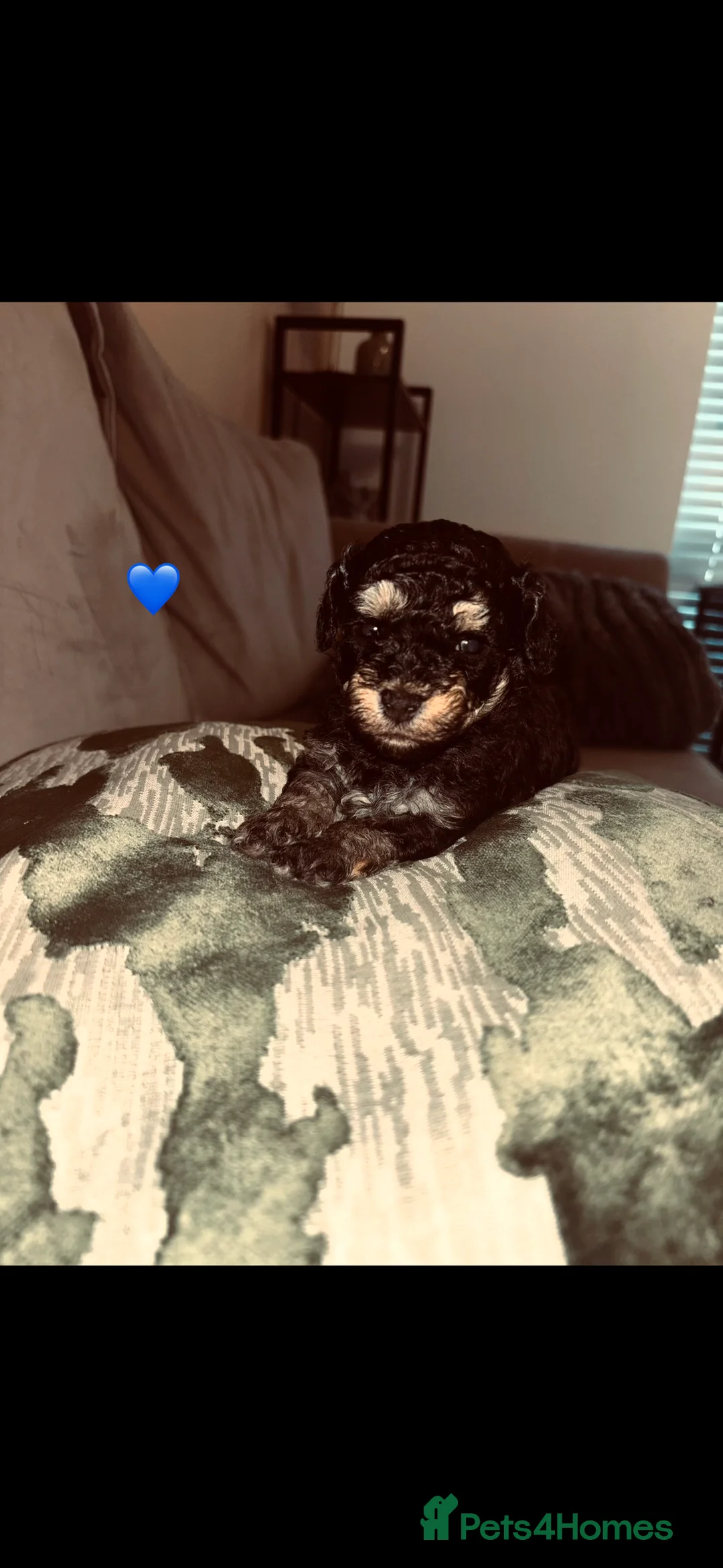 Cavapoo dogs for sale: Tiny f1bb Toy Cavapoos 🖤 - Advert 14