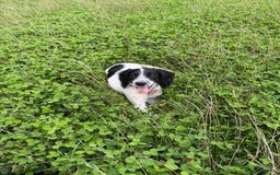 Cockapoo dogs for sale: 5 MONTH OLD F1B COCKAPOO FOR REHOME - Image 10