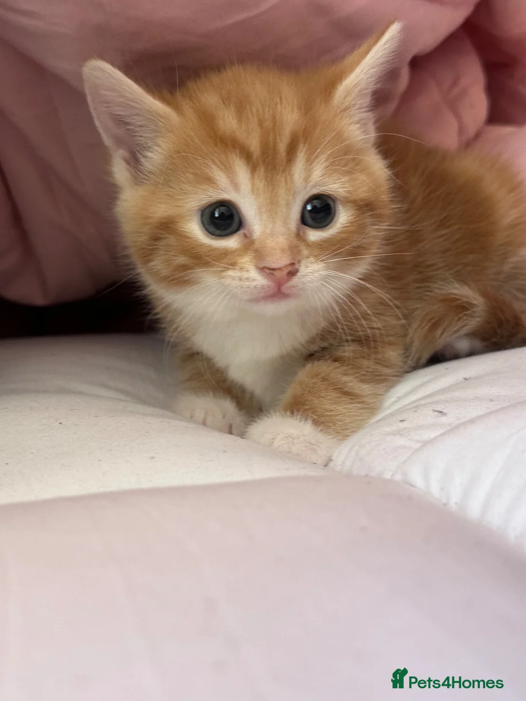 Mixed Breed cats for sale: 3 Beautiful Girls Looking for Their Forever Home in Gillingham - Advert 2
