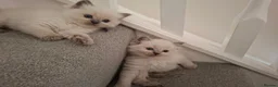 Ragdoll cats for sale: Beautiful Ragdoll kittens  - Advert 2