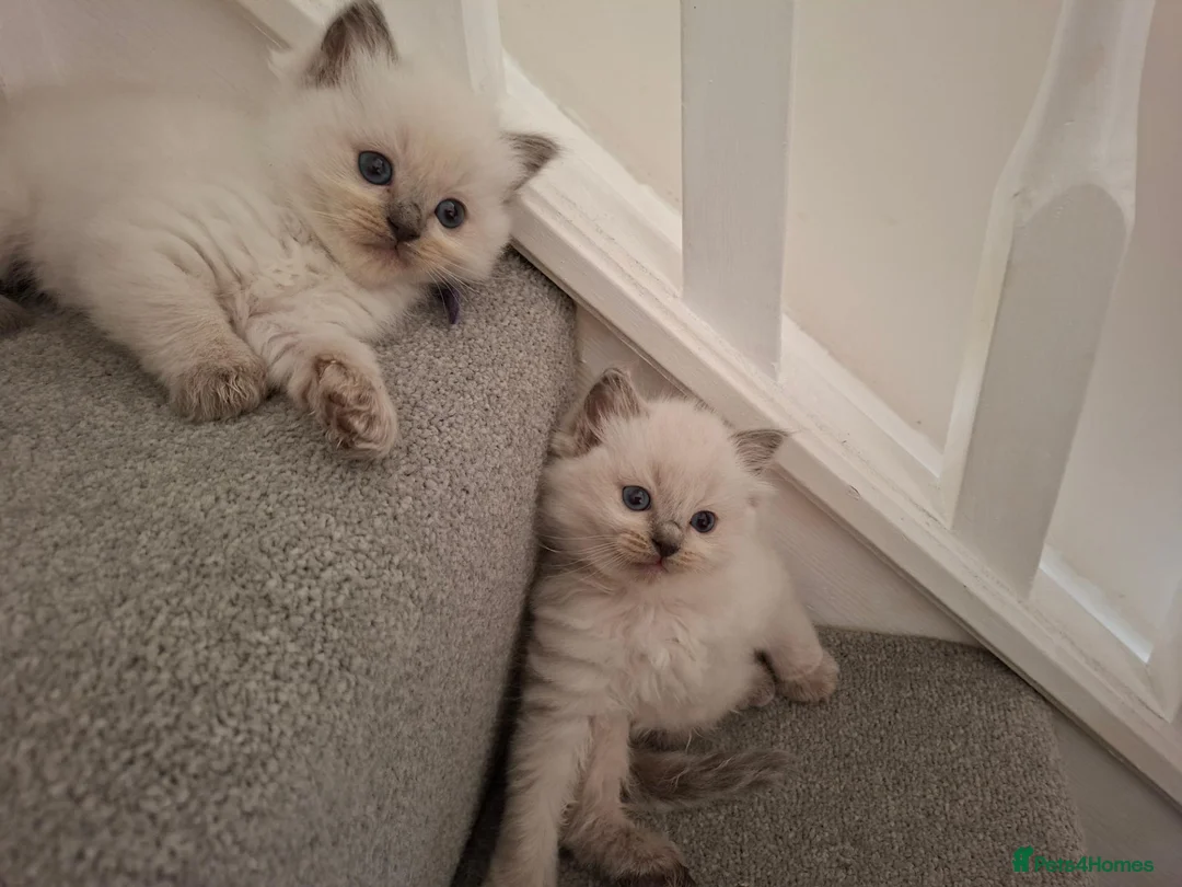 Ragdoll cats for sale: Beautiful Ragdoll kittens  - Advert 2