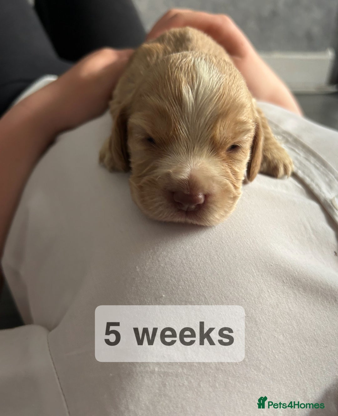 Cocker Spaniel dogs for sale: Cocker spaniel puppies  - Image 9