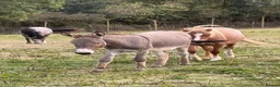 Donkey livestock for sale: Loving perfect marks 11.2hh 3yr intact male donkey - Advert 2