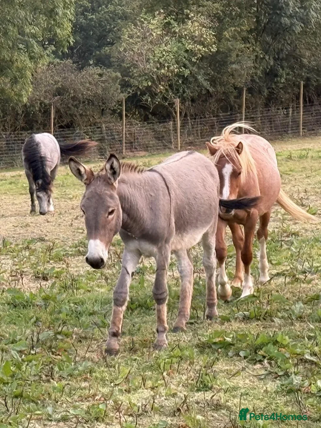 Donkey livestock for sale: Loving perfect marks 11.2hh 3yr intact male donkey - Advert 2