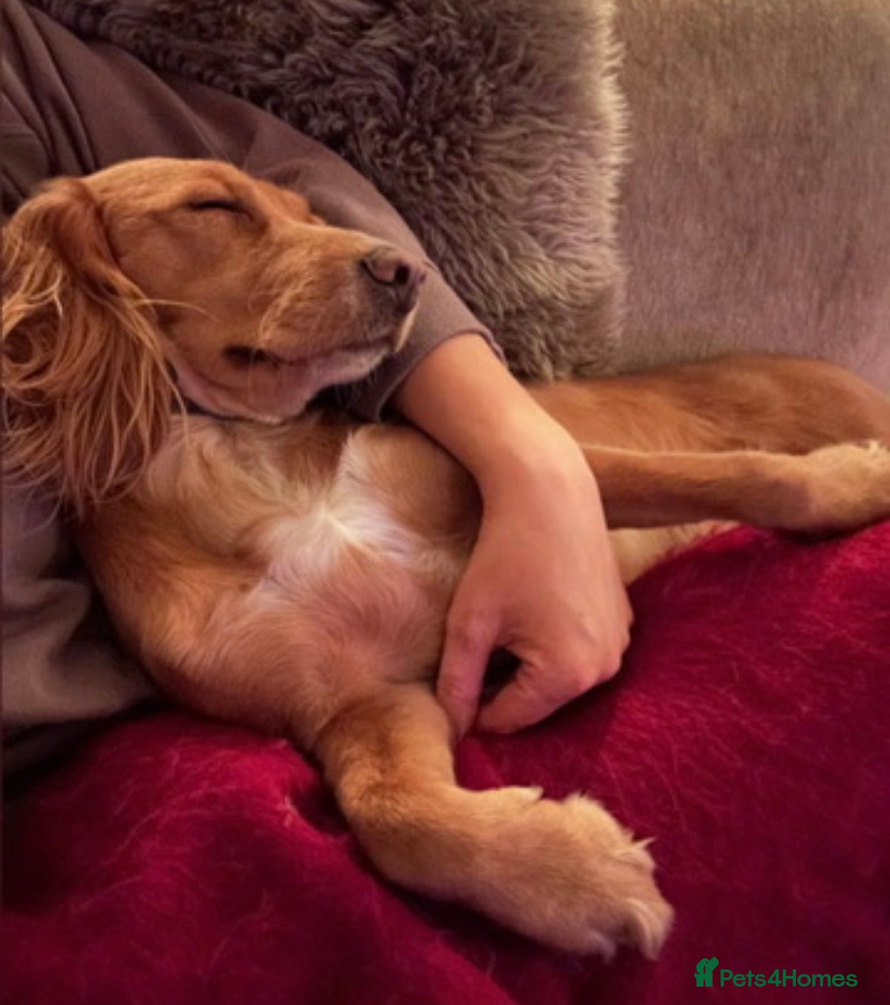 Cocker Spaniel dogs Beautiful 3 year old Working Cocker Spaniel Bitch - Advert 17