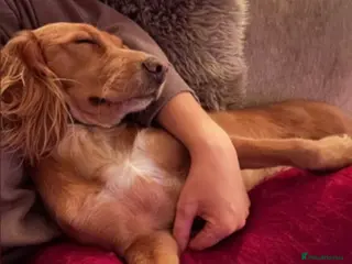 Cocker Spaniel dogs Beautiful 3 year old Working Cocker Spaniel Bitch - Advert 17