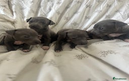 Italian Greyhound dogs for sale: 1 boy left  - Image 4