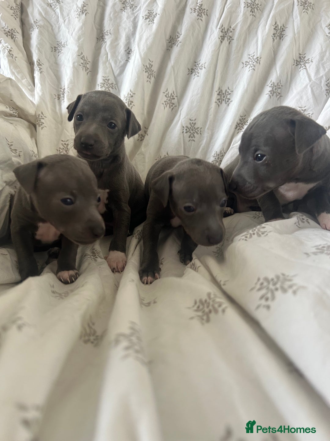 Italian Greyhound dogs for sale: 1 boy left  - Image 4