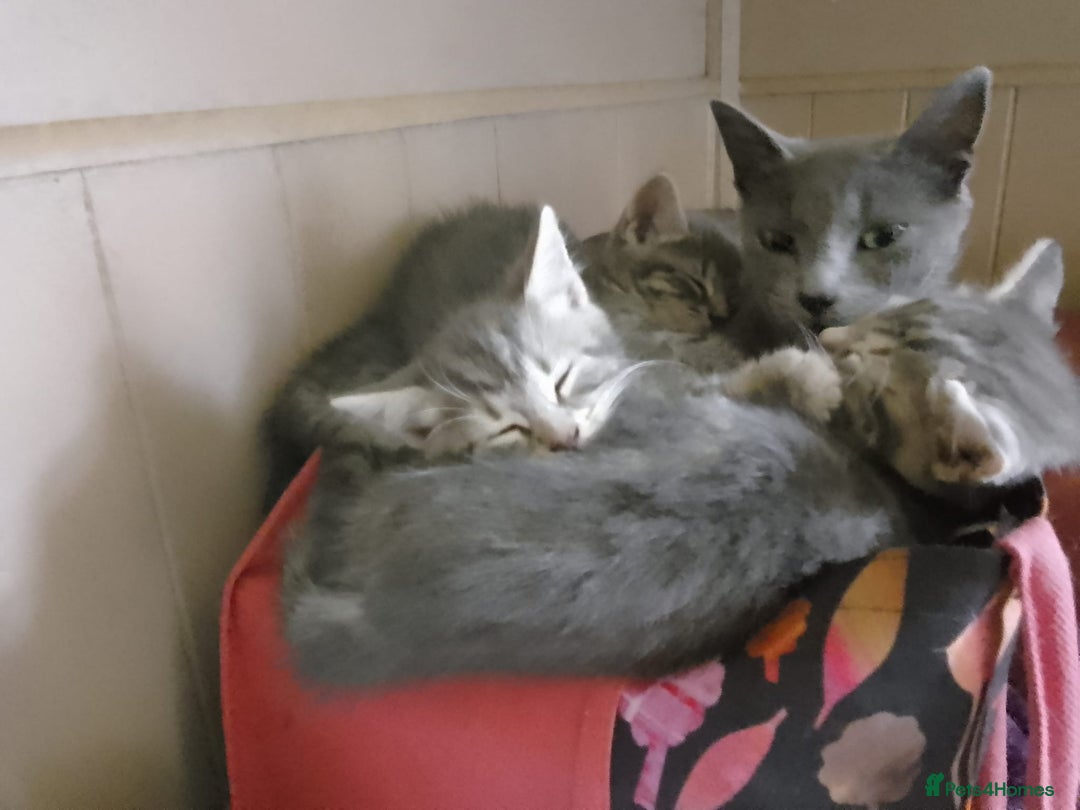 Mixed Breed cats for sale: UNIQUE SILVER/BLUE BENGAL X RUSSIAN BLUE KITTENS  - Image 22
