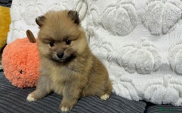 Pomeranian dogs for sale: ✨ Fluffy Pomeranian Puppies – Ready in October! - Image 4
