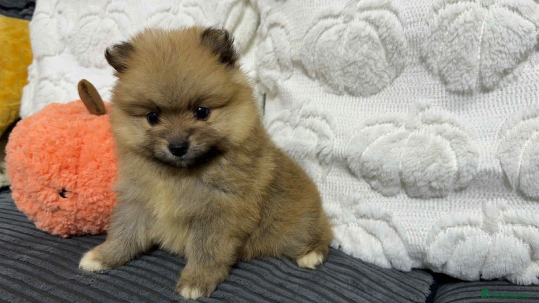 Pomeranian dogs for sale: ✨ Fluffy Pomeranian Puppies – Ready in October! - Image 4