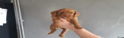 Labradoodle dogs for sale: Fox red labradoodle pups  - Advert 3