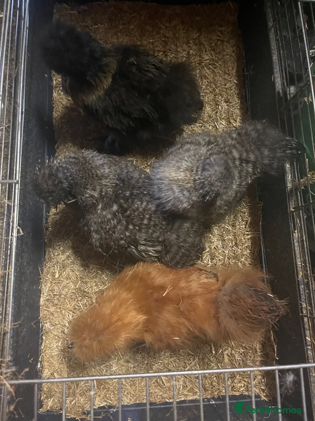 Chickens poultry for sale: Silkies available Pol and 6 weeks  - Advert 8