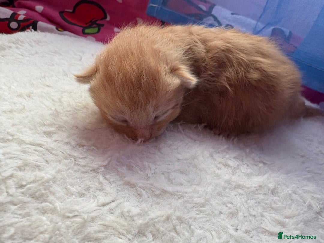 Mixed Breed cats for sale: Beautiful kittens - Image 11