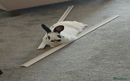 English rabbits for sale: Male rabbit - Image 2
