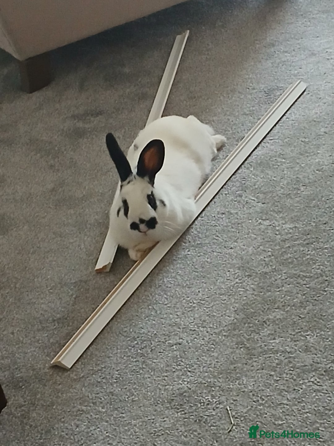 English rabbits for sale: Male rabbit - Image 2