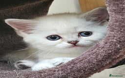 British Shorthair cats for sale: British Shorthair Kittens. Stunning 🩶 Silver - Image 11
