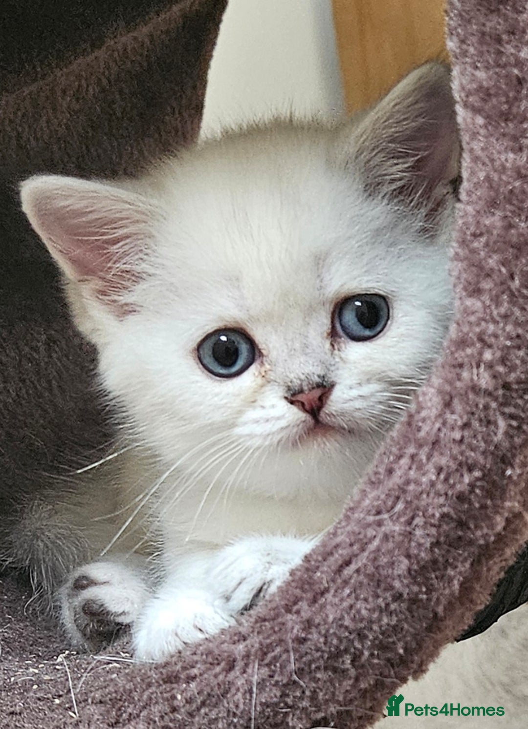 British Shorthair cats for sale: British Shorthair Kittens. Stunning 🩶 Silver - Image 11