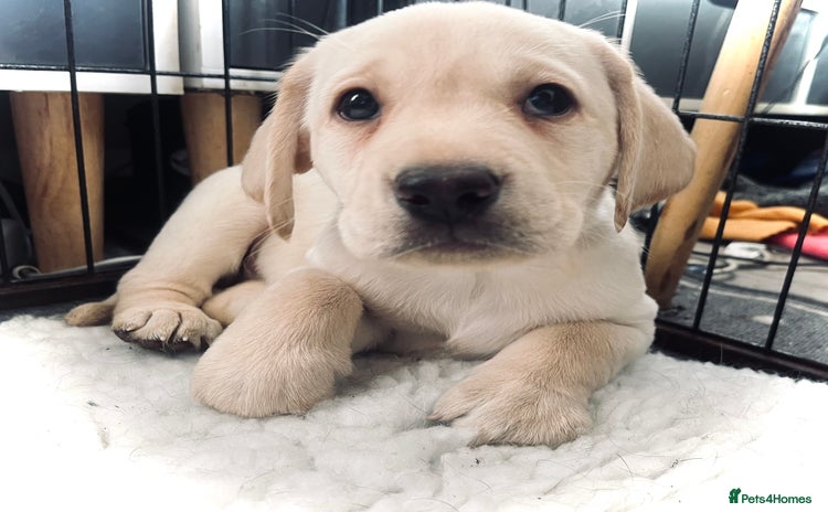 Labrador Retriever dogs - Advert 11