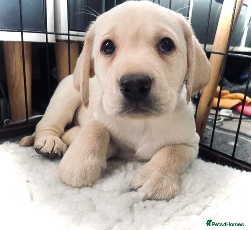 Labrador Retriever dogs - Advert 11