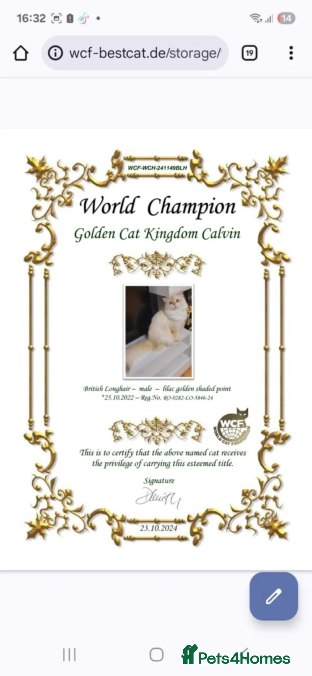 British Longhair cats for sale: British Longhair pedigree,champion parents - Advert 4