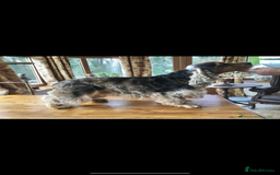 Cocker Spaniel dogs for sale: Show type Cocker spaniels - Image 7