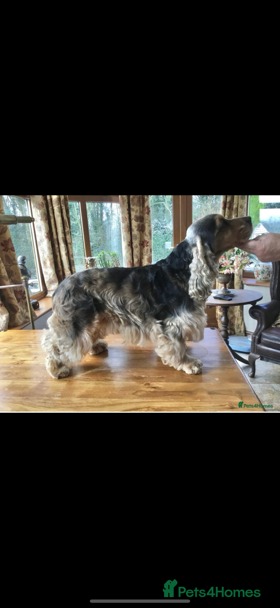 Cocker Spaniel dogs for sale: Show type Cocker spaniels - Image 7