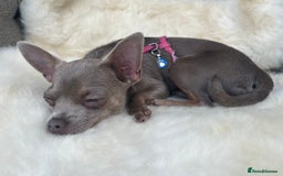 Chihuahua dogs for sale: Beautiful Lilac dear head chihuahua - Image 8