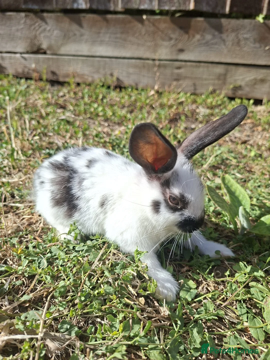 Mixed Breed rabbits for sale: Bunnies and Mom  For Sale🐇 🐇  - Advert 2