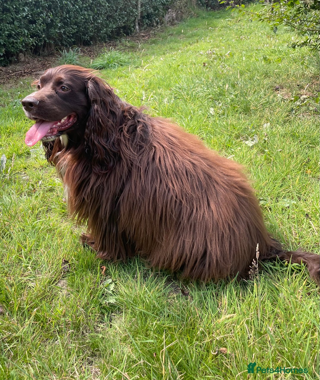 Sprocker dogs for stud: Dexter Sprocker - Image 10