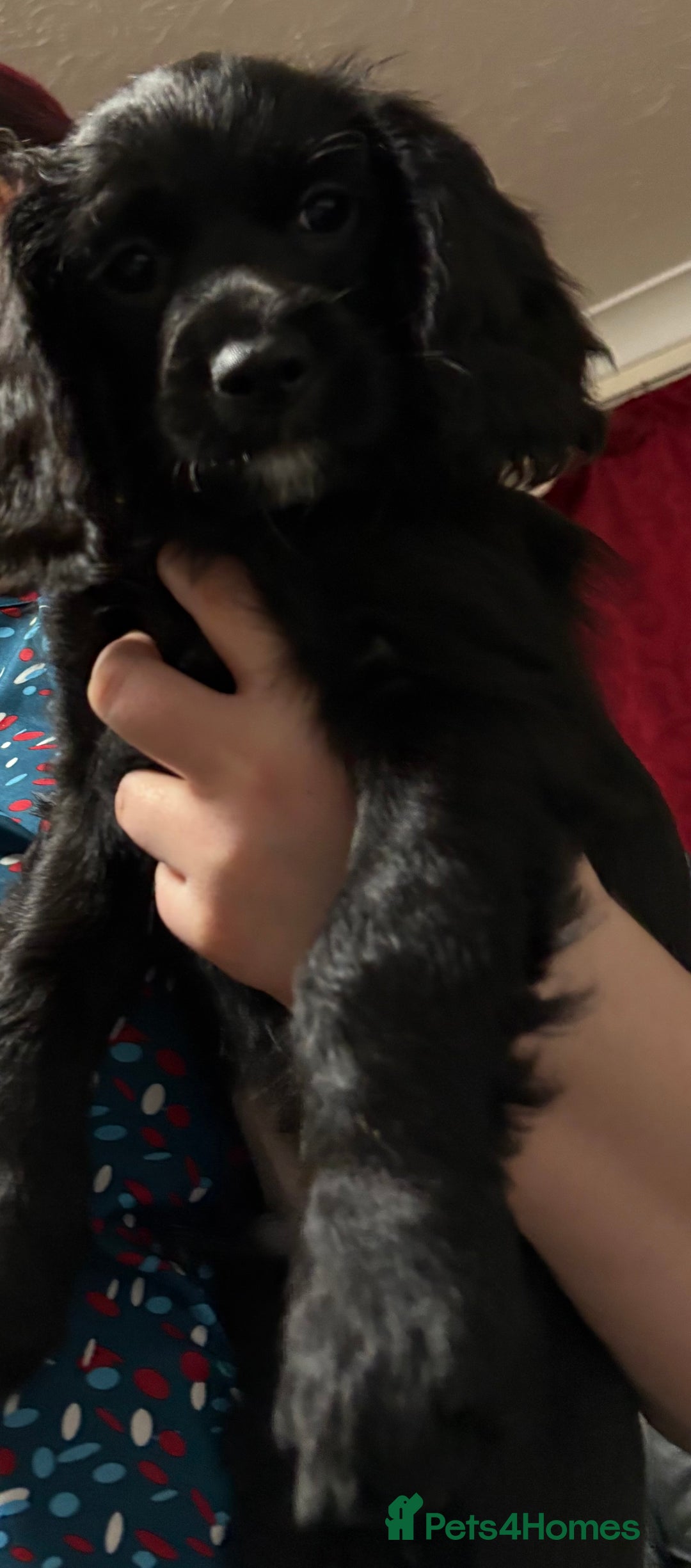 Cockalier dogs for sale: Ready to go 2 Male Cockalier Spaniels  - Advert 3