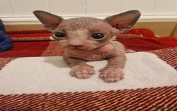 Sphynx cats for sale: Two sphynx kittens  - Image 7