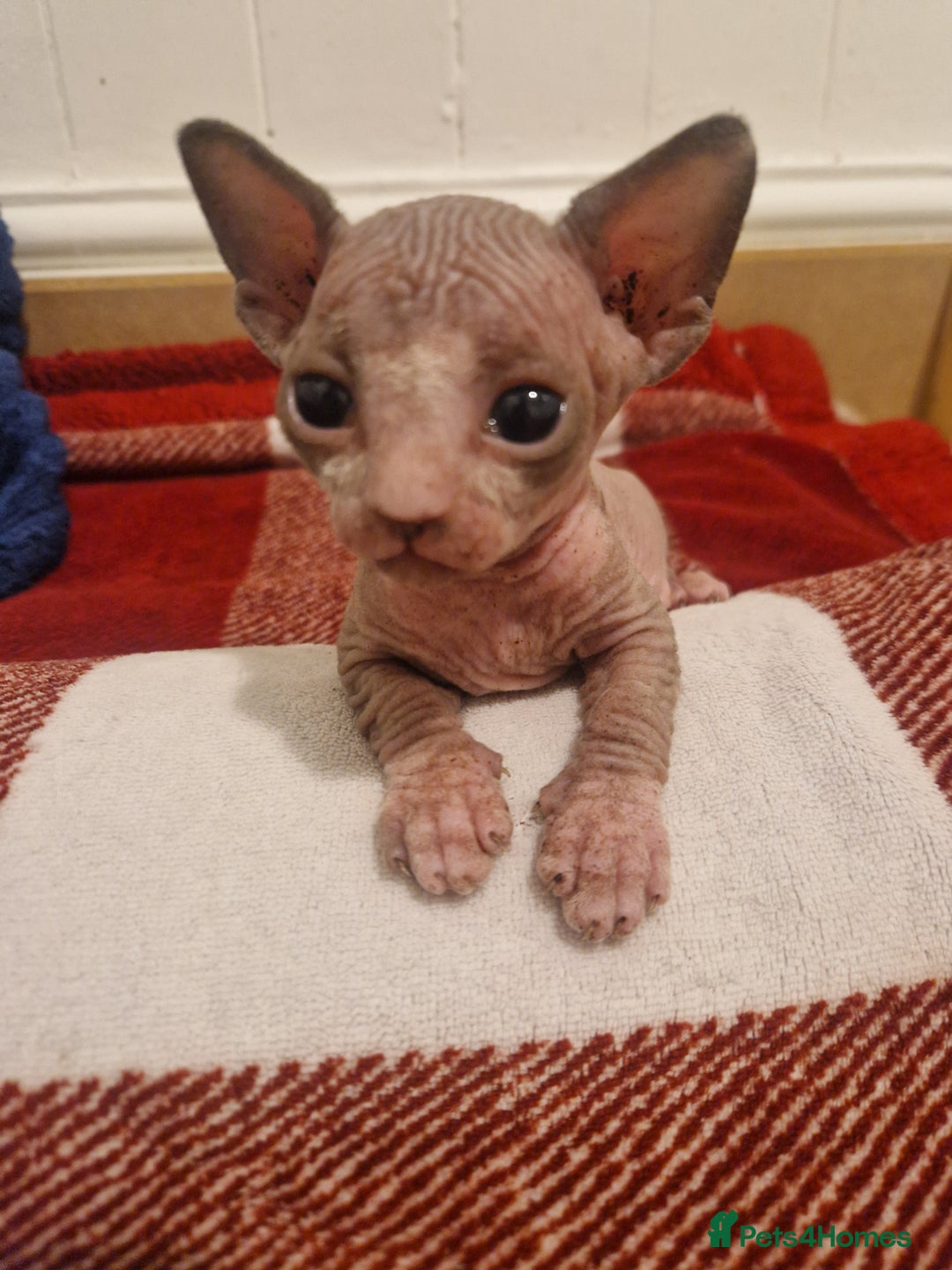 Sphynx cats for sale: Two sphynx kittens  - Image 7