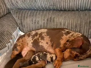 Dachshund dogs Long haired miniature - Advert 2