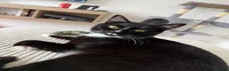 Mixed Breed cats for sale: LOVING TUXEDO - Advert 4
