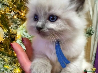 Ragdoll cats Ragdoll kittens blue point and seal point - Advert 2