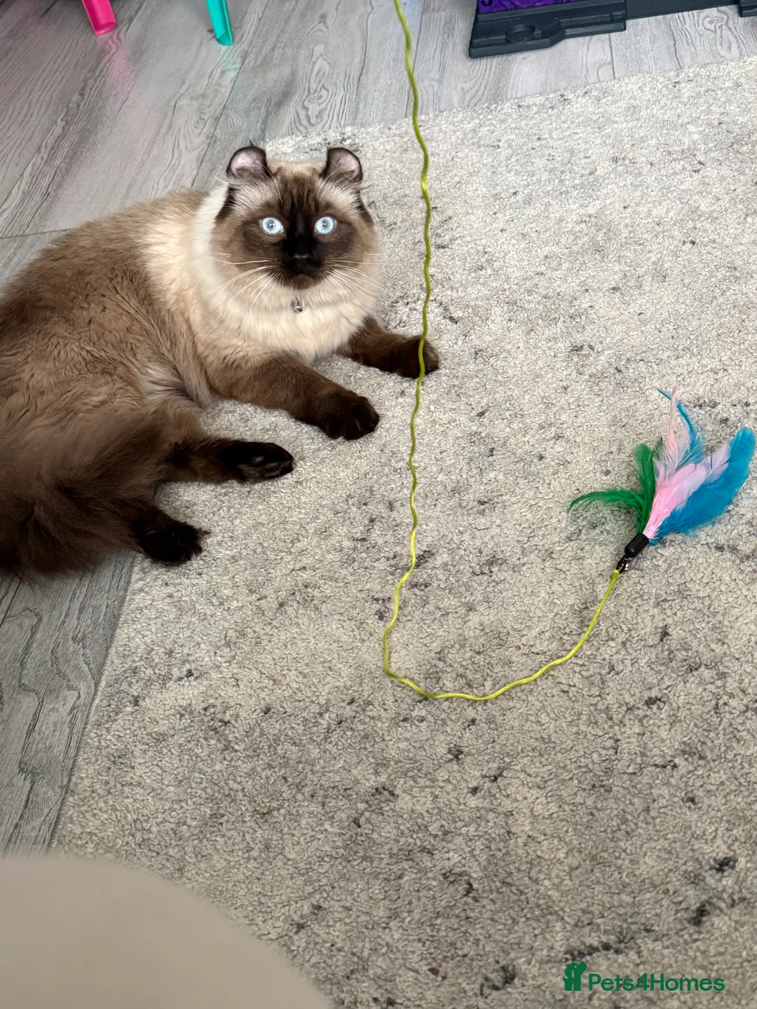 American Curl cats for sale: Beautiful boy - Advert 2